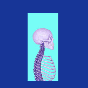 Cervical spinal curvature