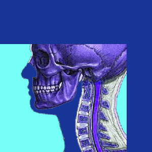 cervical spine