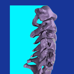 cervical spine anatomy