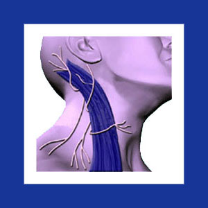 Neck muscle pain